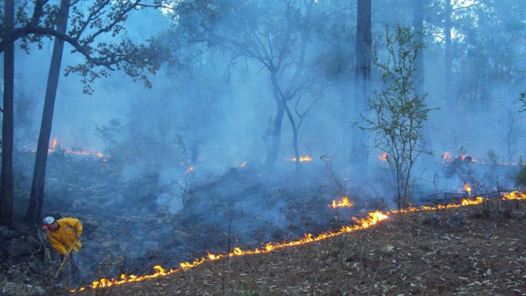 Alertan aumento de incendios forestales por ¨El Niño¨ a nivel global